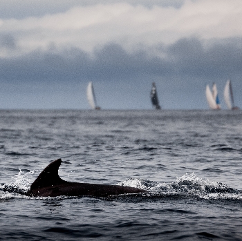 The Ocean Race lancia una campagna per una Dichiarazione Universale dei Diritti dell'Oceano